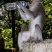monkey_macaque_balinese_mf_ubud_v_0853_bal4565.jpg